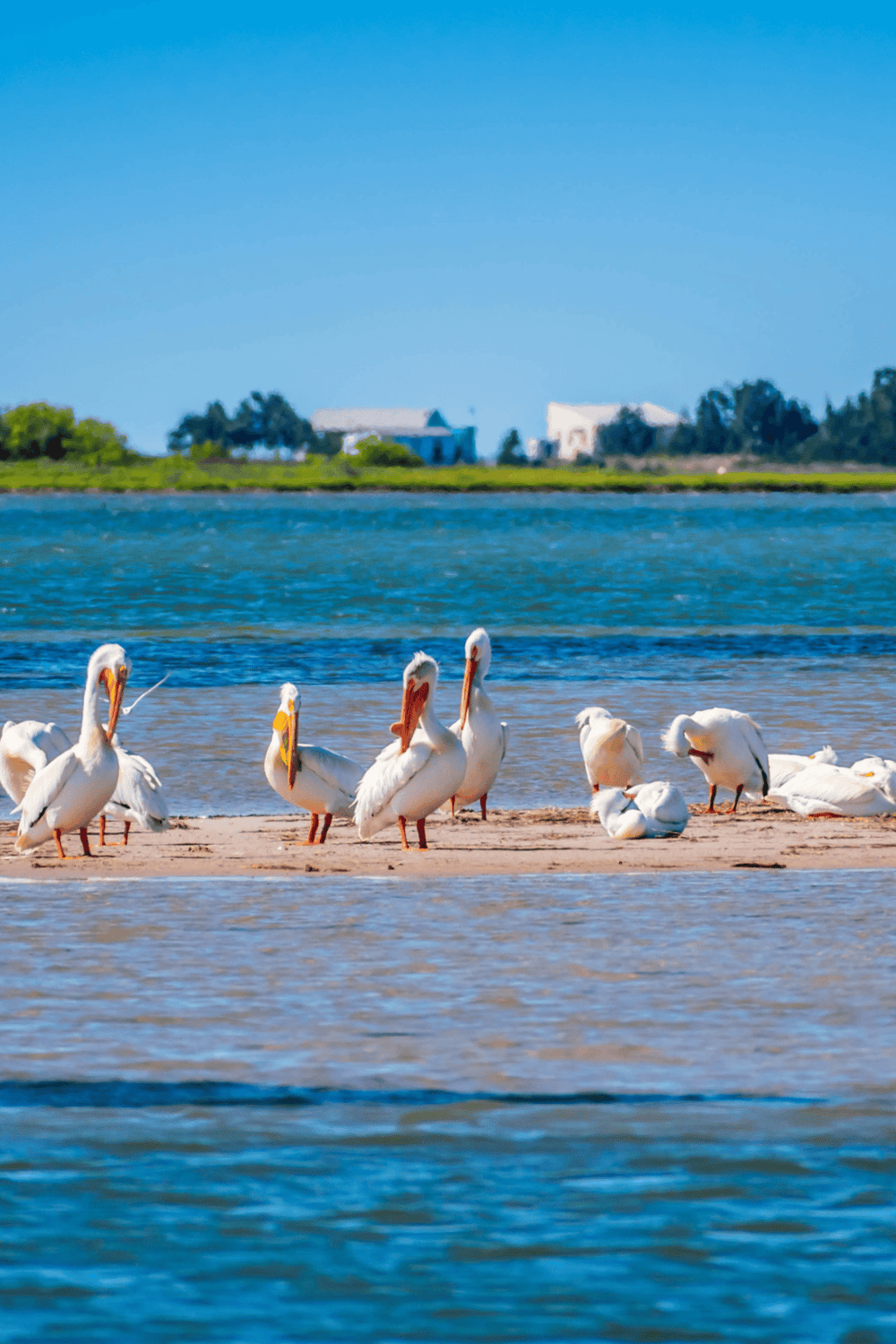 Elegant white pelicans resting on a sandy shore by the water, perfect for scenic travel and nature photography.