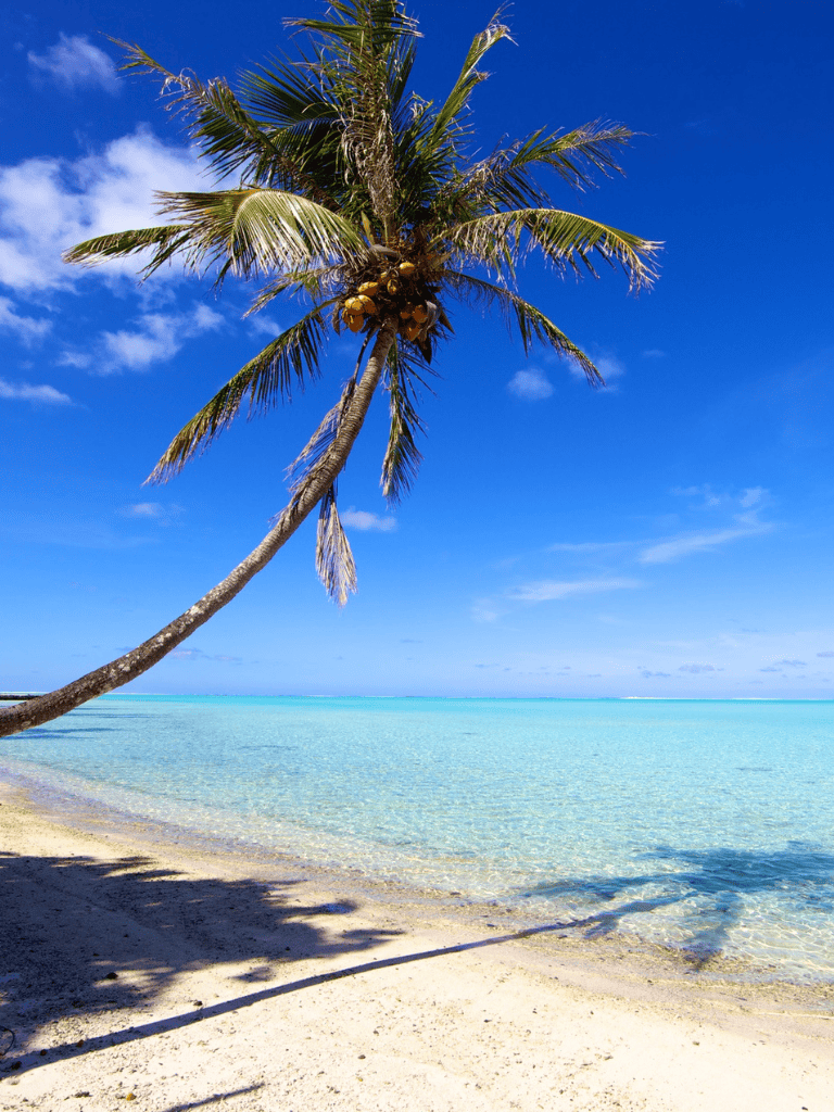 Tropical beach scene with palm tree and turquoise water.
