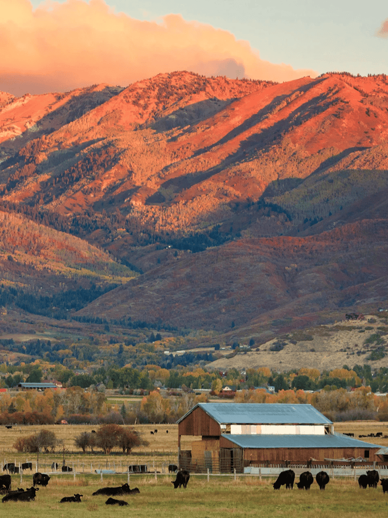 California mountain landscape with cattle grazing and sunset lighting.