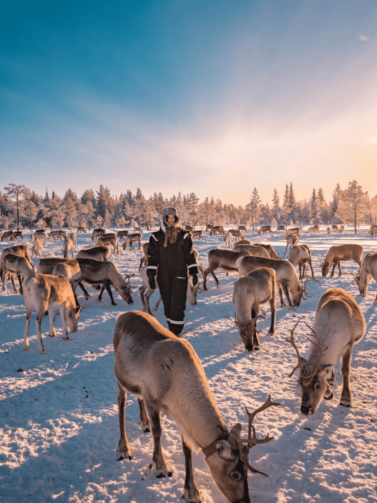 Moose herd in snowy forest at sunrise with guide, Alberta winter wildlife safari, QuestForDirections outdoor adventure.