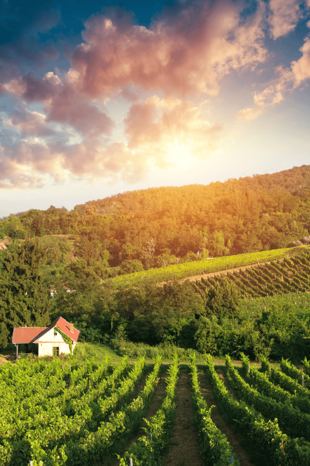Vineyard landscape at sunset with rolling hills and lush greenery, perfect for travel and destination exploration.