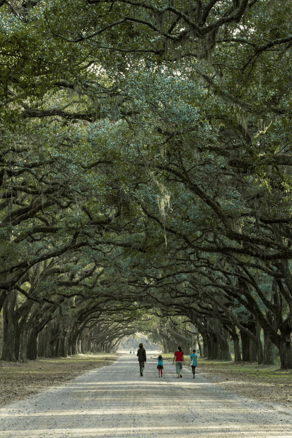 Lush tree-lined path with family walking under canopy of sprawling, moss-draped oak trees.