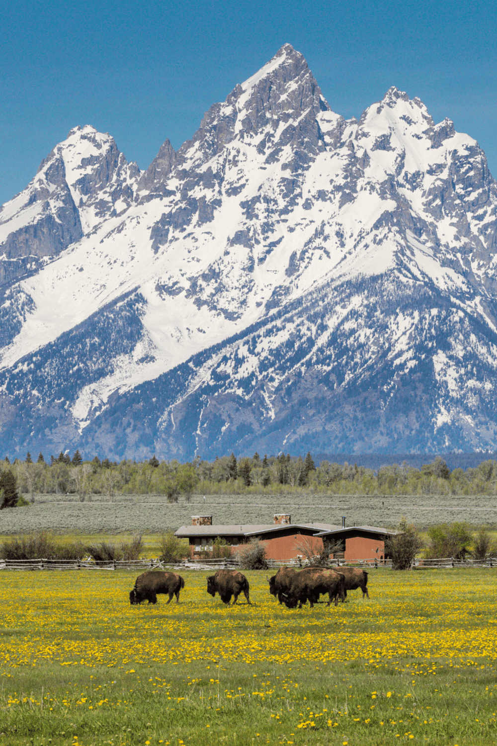 Majestic snow-capped mountains with bison grazing in a lush green field.