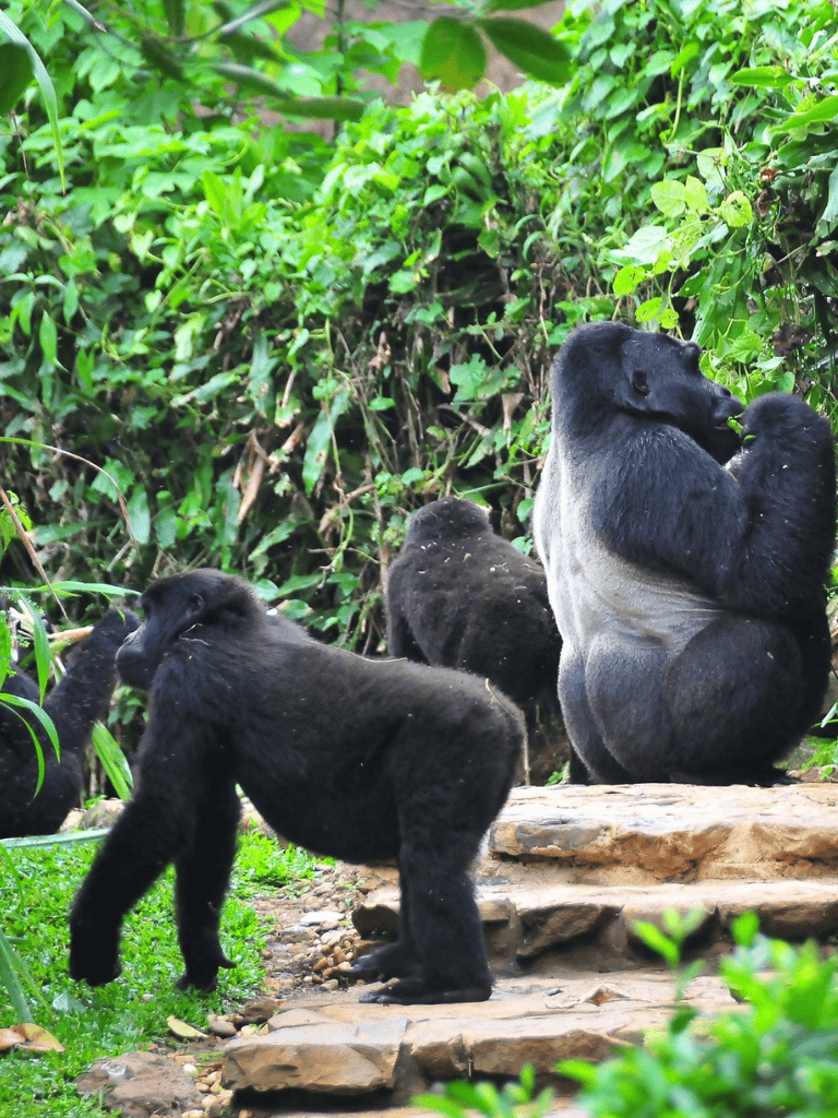 Gorillas in the wild, surrounded by lush greenery, showcasing wildlife exploration and animal conservation.
