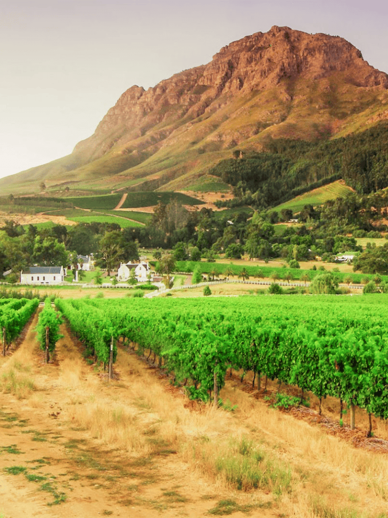Vineyard with lush green grapevines and mountainous landscape, perfect for wine tourism.