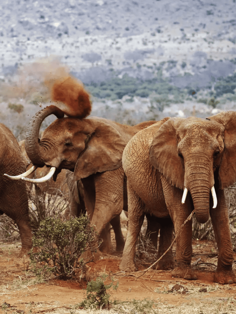 Vital African elephants in their natural habitat during migration or wildlife observation.