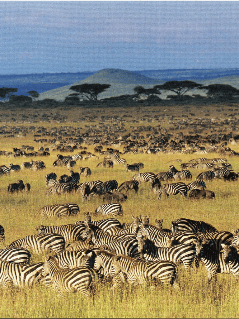 Zebras grazing on African savannah near mountain range, scenic wildlife landscape.
