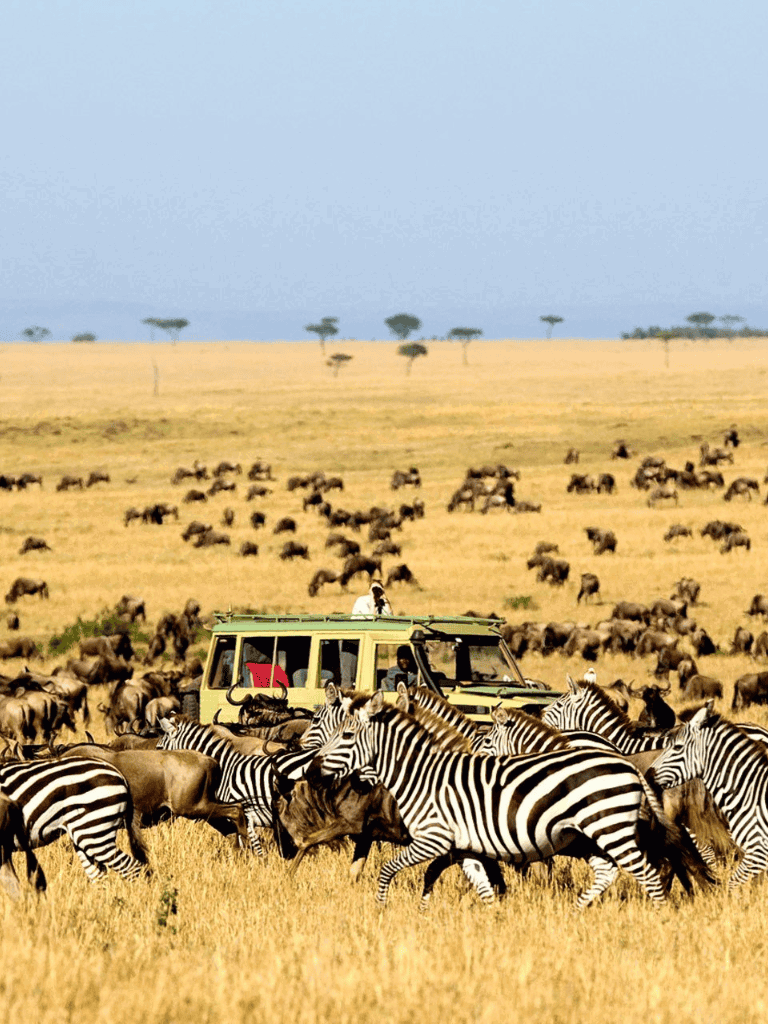 Zebras and wildebeests herd with safari vehicle in African savannah, wildlife adventure, nature expedition, QuestForDirections.