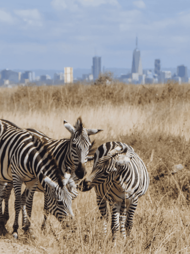 Zebras in a natural grassland with a city skyline in the background, showcasing wildlife and urban scenery.