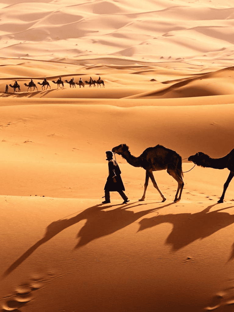 Camel caravan trekking through desert sands at sunset, guided by local traveler.