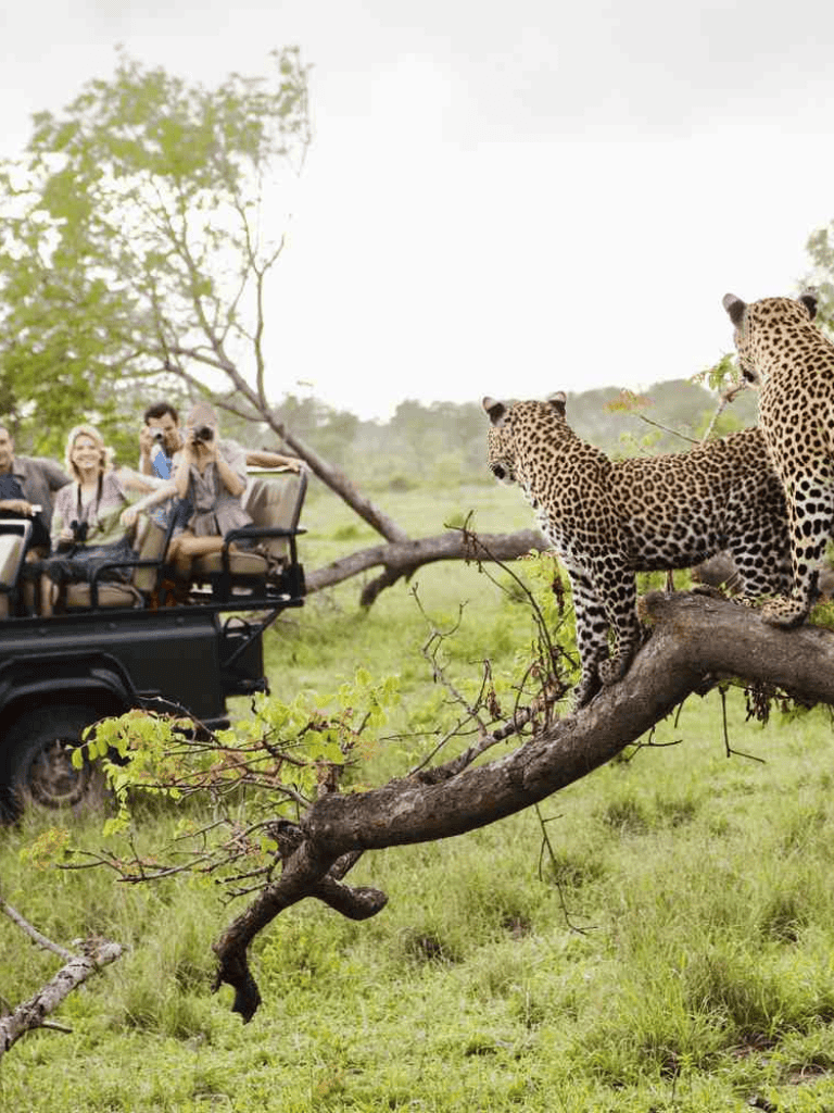 Leopard safari animals with tourists on open-air jeep in wildlife reserve.