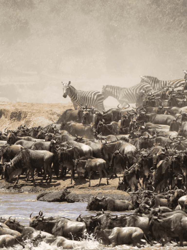 Zebras and wildebeests crossing water in Africa, wildlife safari, nature adventure, QuestForDirections travel guide.