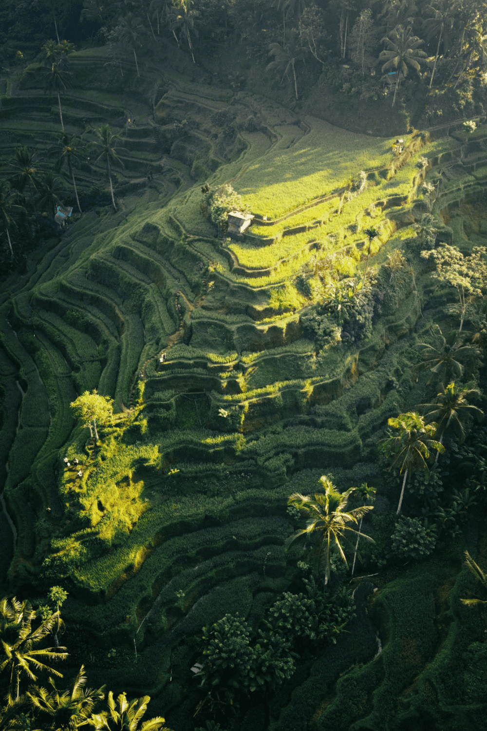 Lush terraced rice fields in tropical hillcountry for sustainable agriculture exploration.