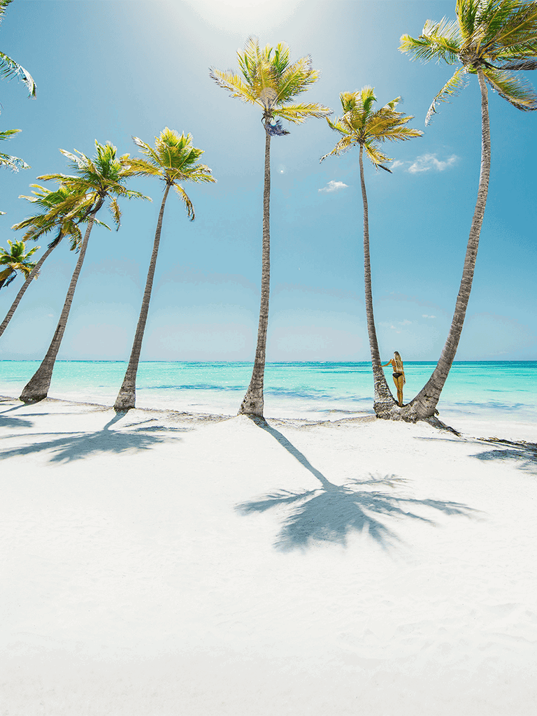 Tropical beach with palm trees, clear blue sky, and serene ocean backdrop.