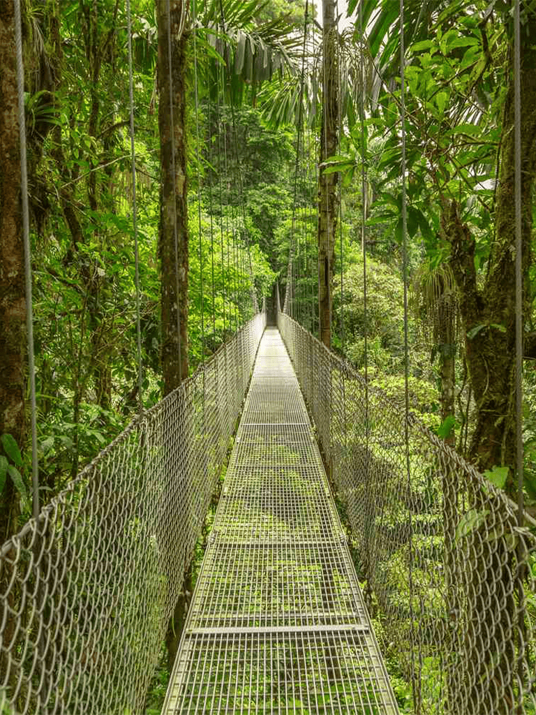 Suspension bridge through lush tropical rainforest for eco adventure tours.