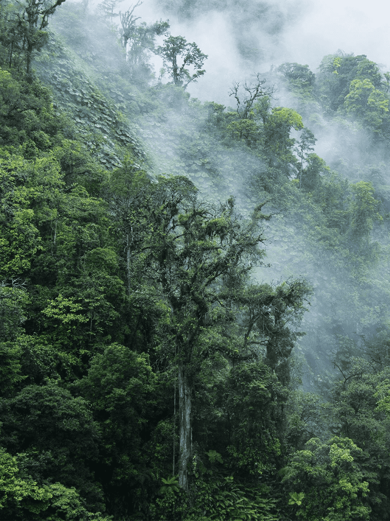 Lush tropical rainforest with mist, dense green foliage, and tall trees in a scenic natural environment.