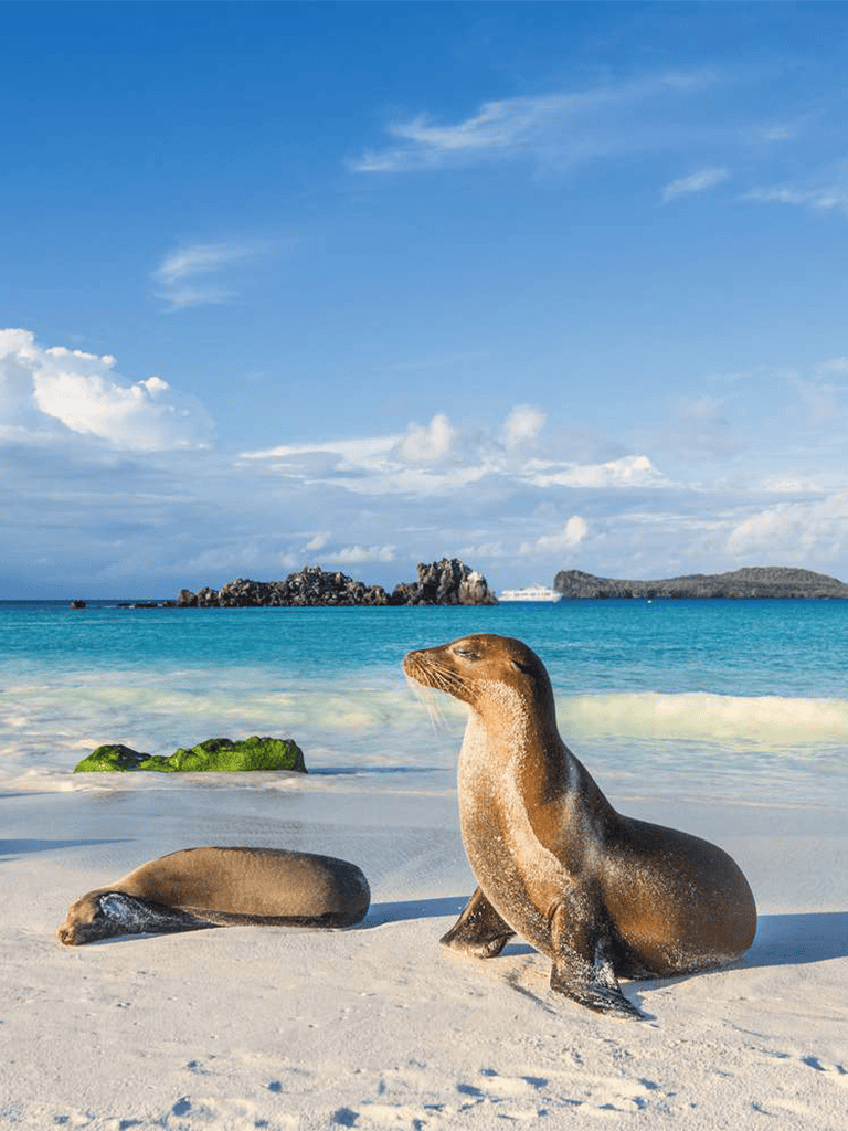 Sea lions resting on sandy beach with ocean and rocks in background, travel destination photos, beach and wildlife scene, QuestForDirections.