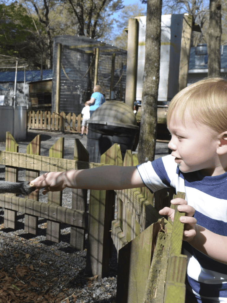 Child feeding animal at zoo, wildlife engagement, kids animal interaction, outdoor family activity.