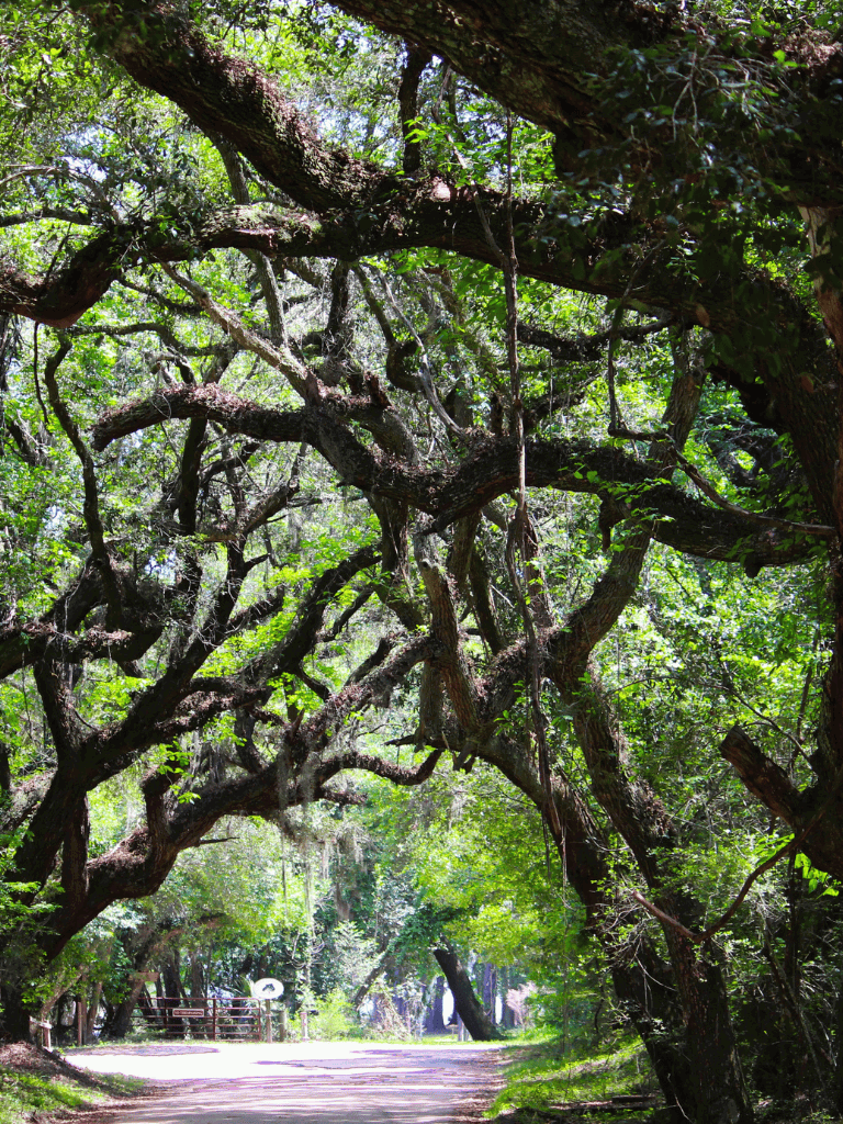 Deep forest path with expansive, twisting tree branches creating a shaded, serene nature trail.
