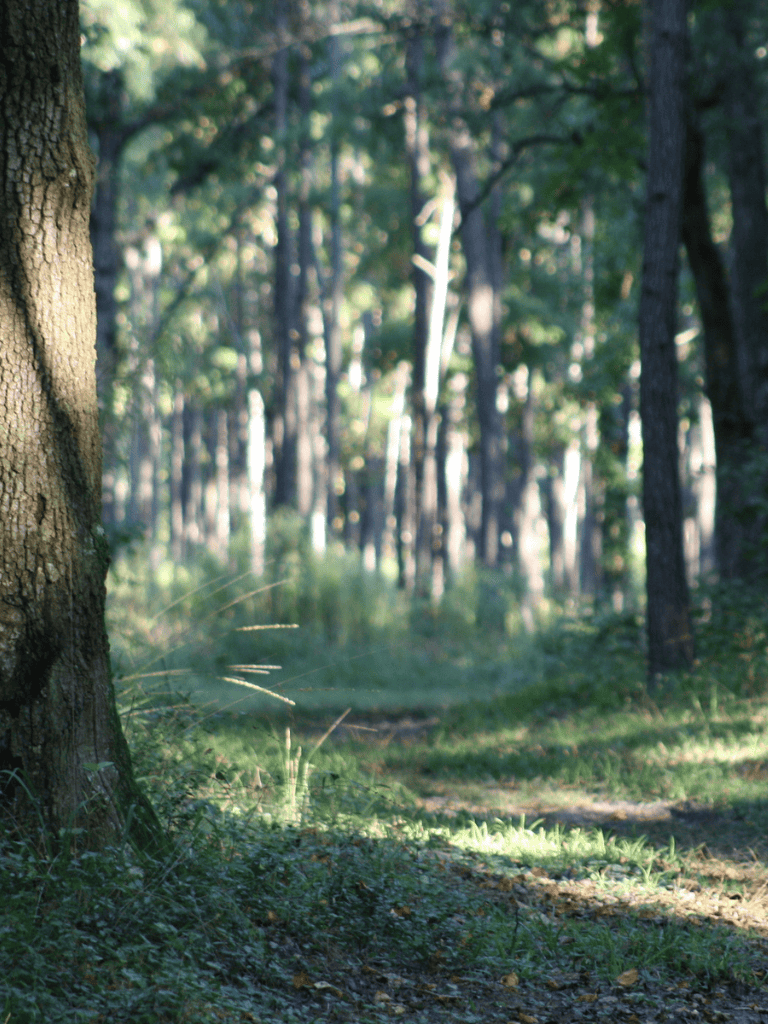 Quiet forest trail surrounded by tall trees and lush greenery, perfect for nature walks and outdoor exploration.