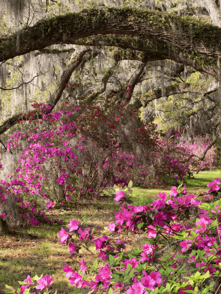 Climbing pink azaleas under Spanish moss-covered oak tree, nature scenery.