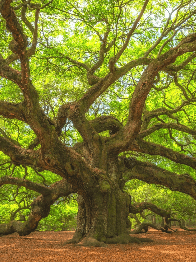 Ancient sprawling oak tree with lush green leaves in a sunlit forest.