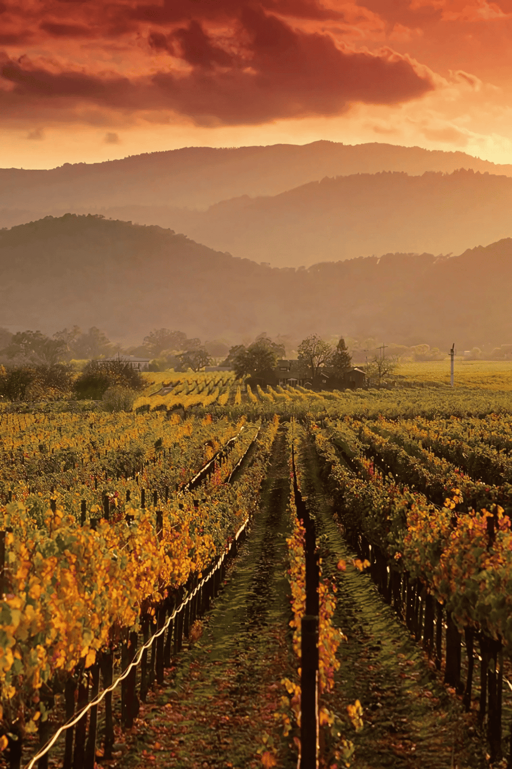 Vineyard landscape at sunset, ideal for travel and outdoor adventures.