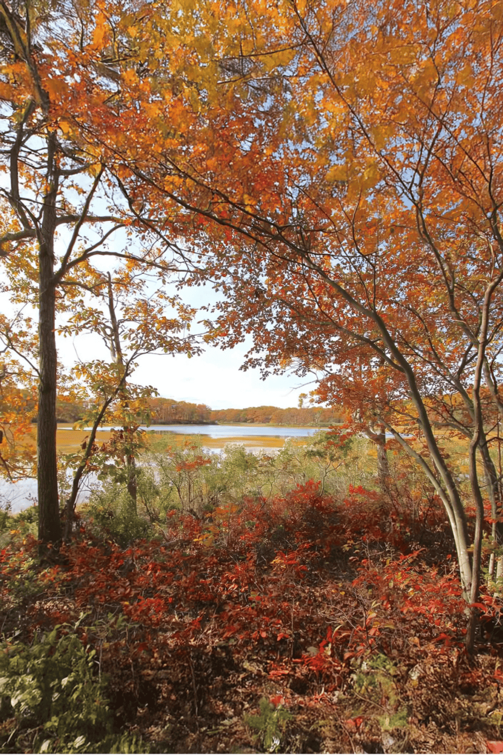 Colorful fall foliage at a lakeside in autumn.