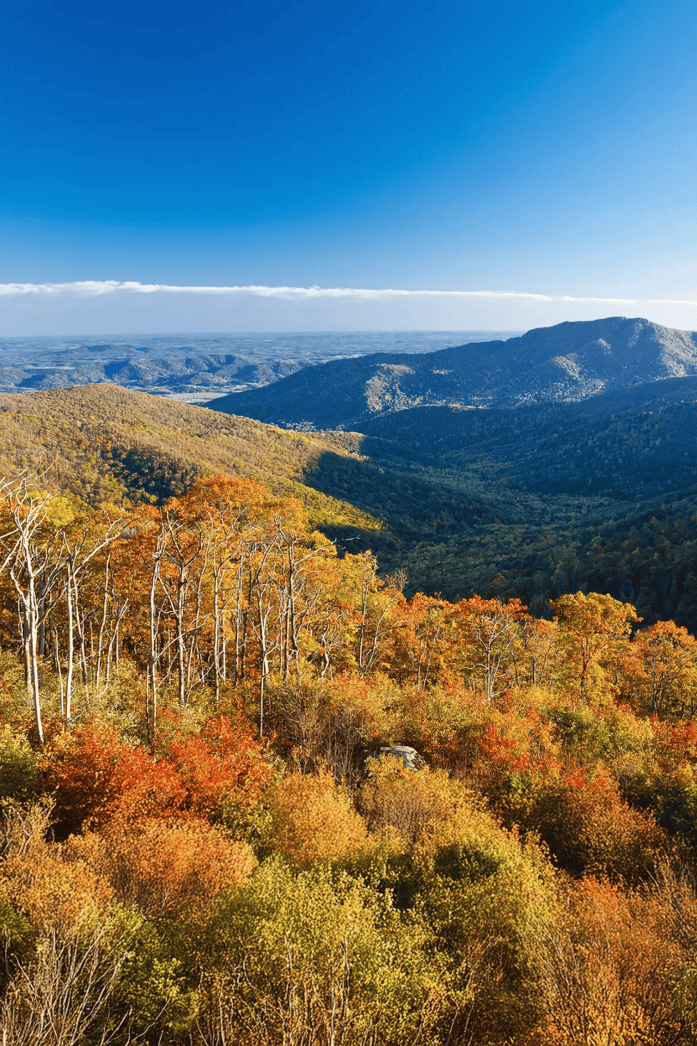 Vibrant fall foliage overlooking mountain range with clear blue sky in the background.