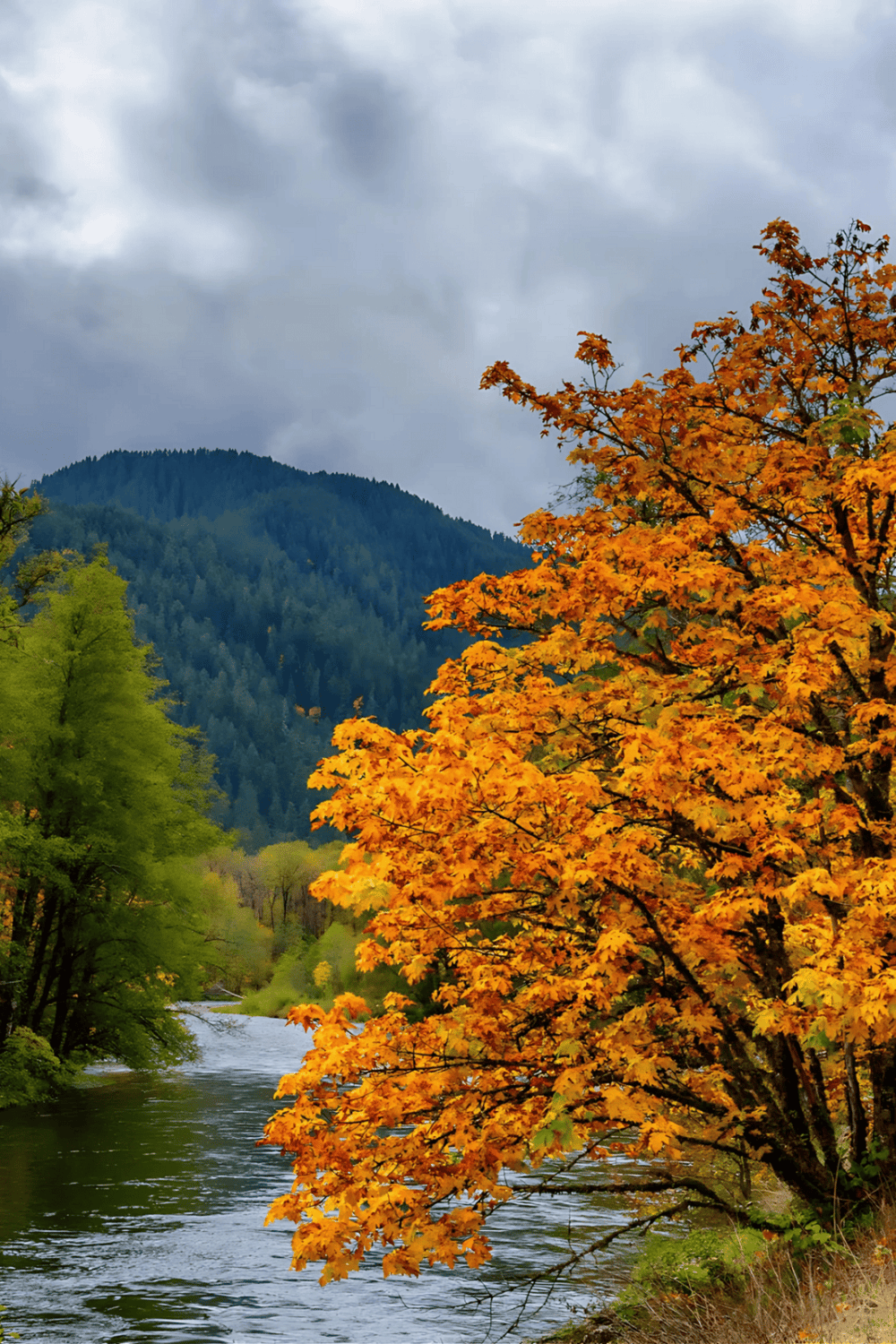 Colorful autumn trees along a river with mountain backdrop.