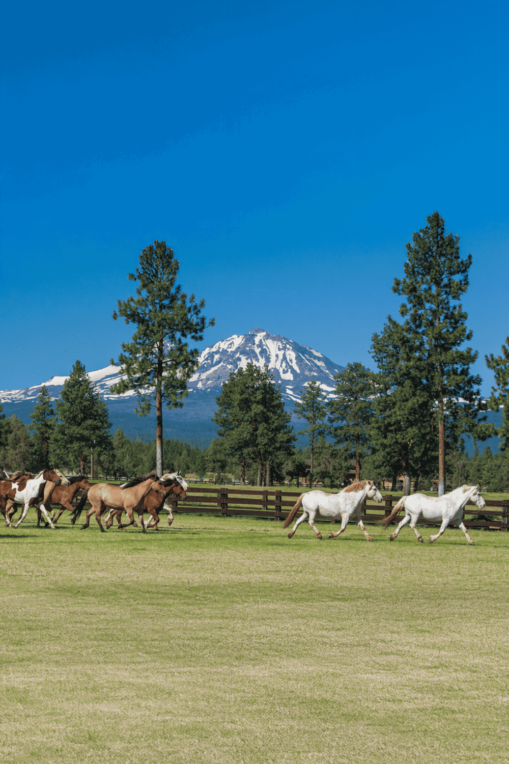Horses running with Mount Shasta in the background, scenic outdoor adventure destination.
