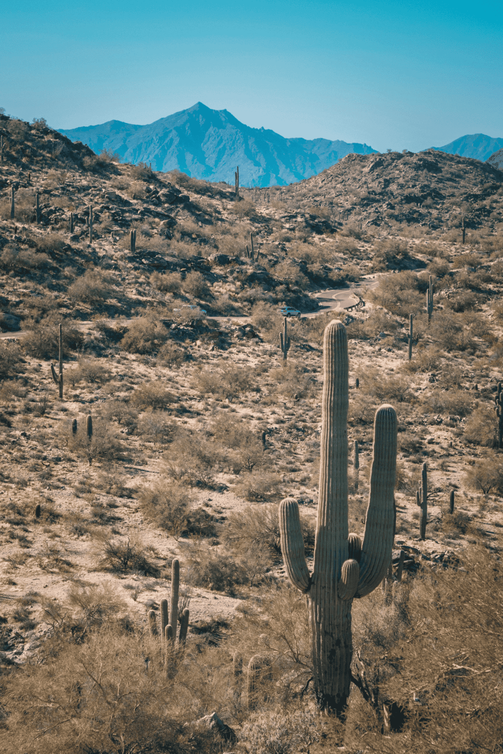 Desert landscape with cacti and mountains, scenic views, desert navigation, QuestForDirections location.