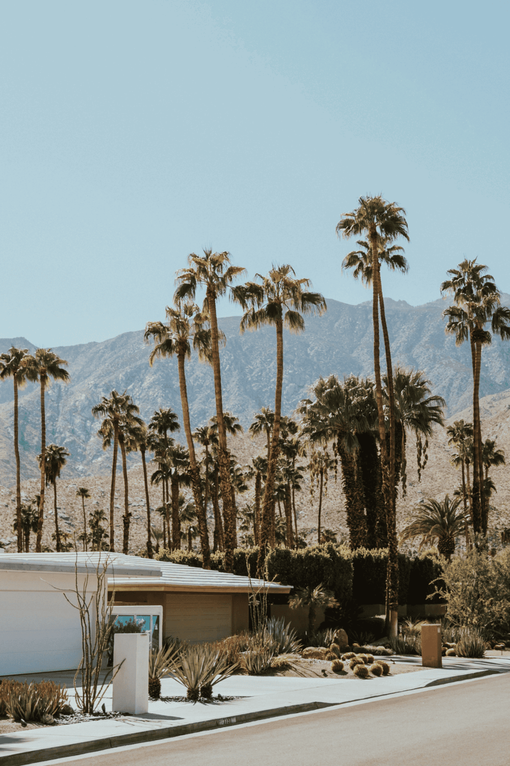 Lush palm trees in Palm Springs desert with mountain backdrop for desert getaway.