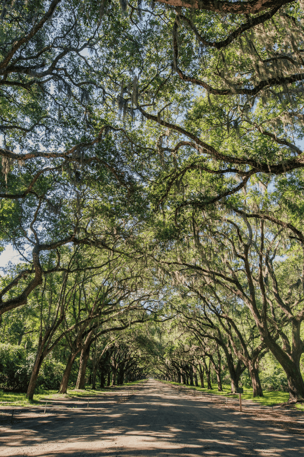Lush green tree canopy creating a scenic outdoor pathway with dappled sunlight for nature walks and exploration.