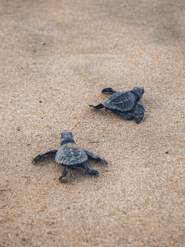 Tiny baby sea turtles crawling on sandy beach towards the ocean.