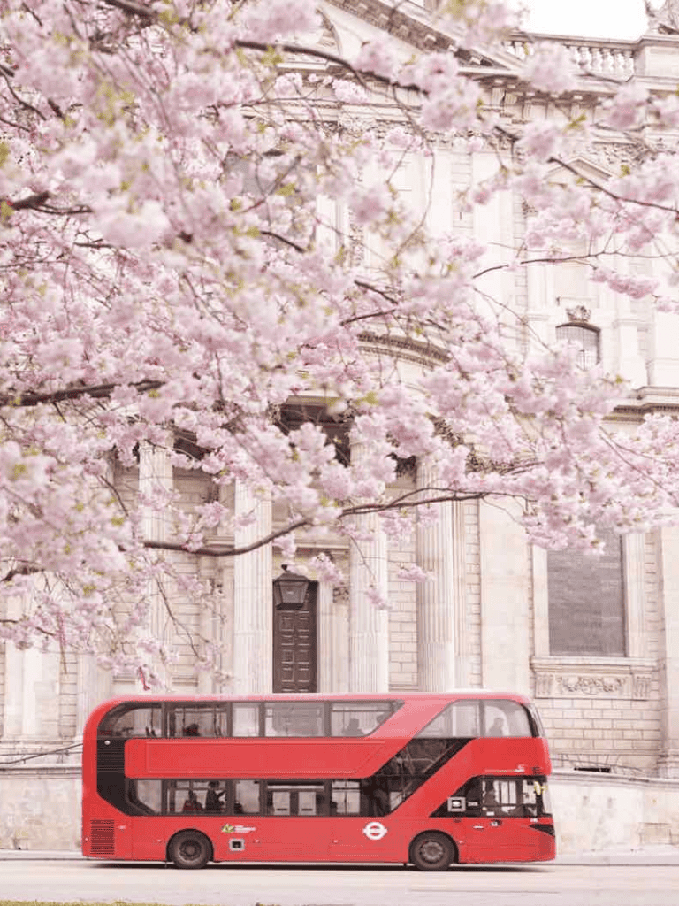 Bright red double-decker bus in front of historic building with pink cherry blossoms, London sightseeing.