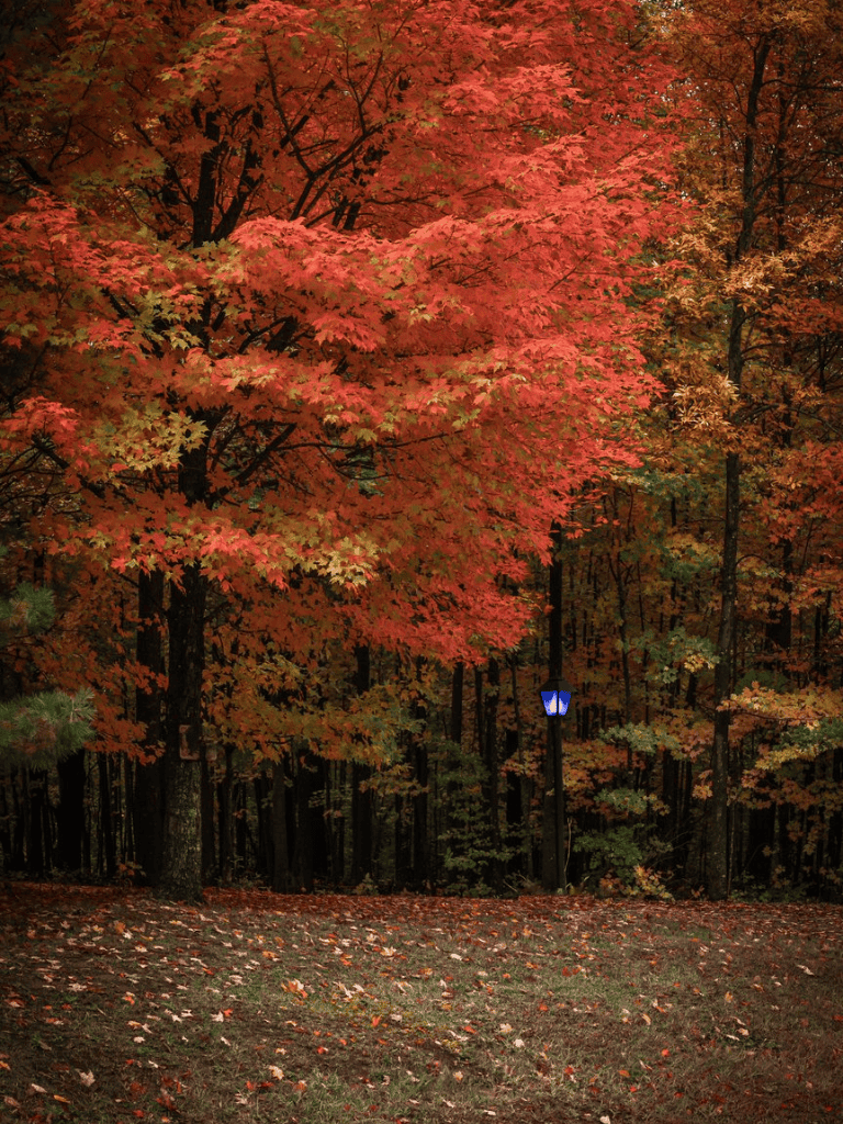 Colorful autumn trees in a forest with a pathway and a street lamp, showcasing seasonal outdoor scenery.