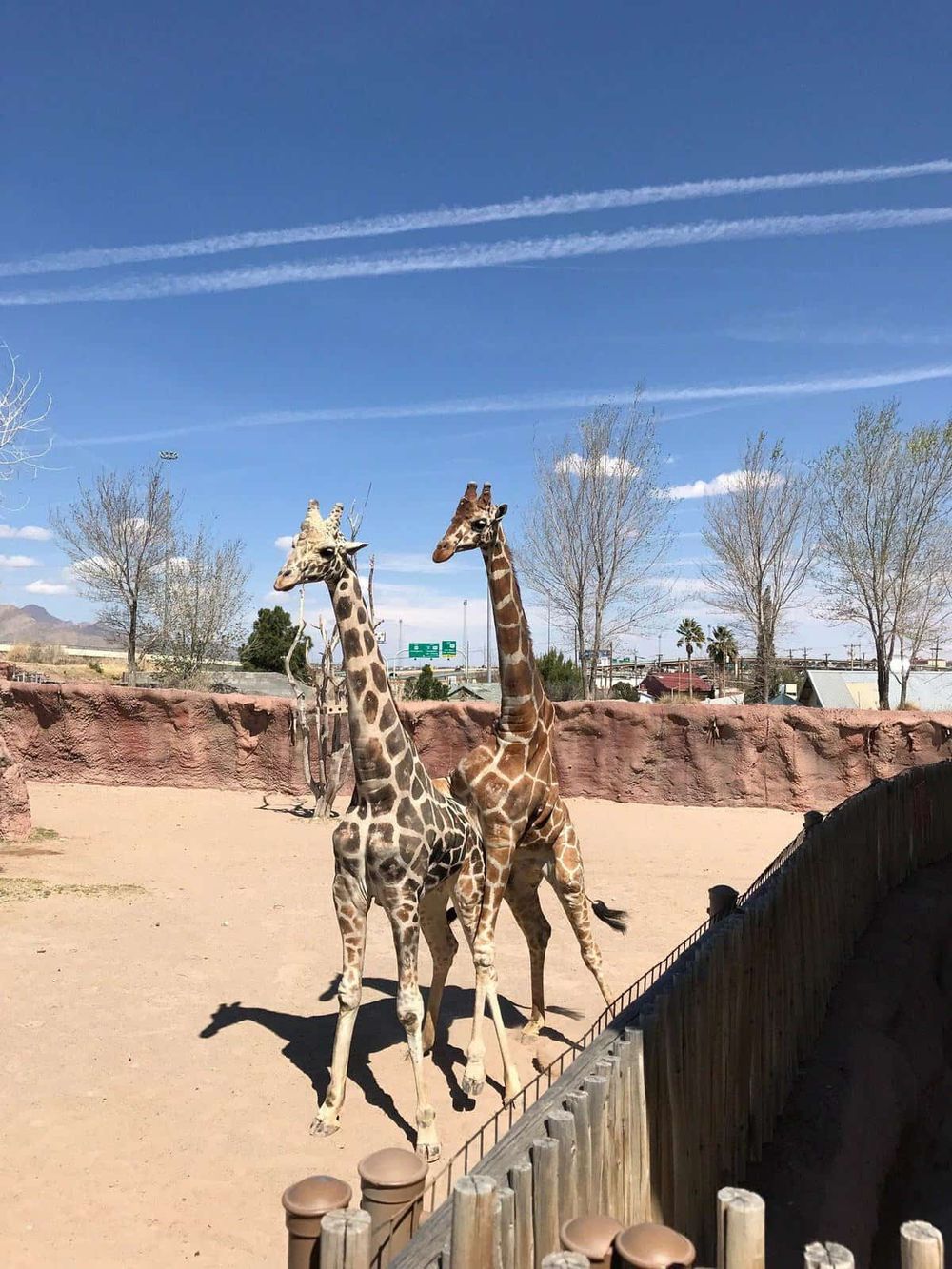 Giraffes at the zoo with clear blue sky and trees, fostering wildlife education and family fun.