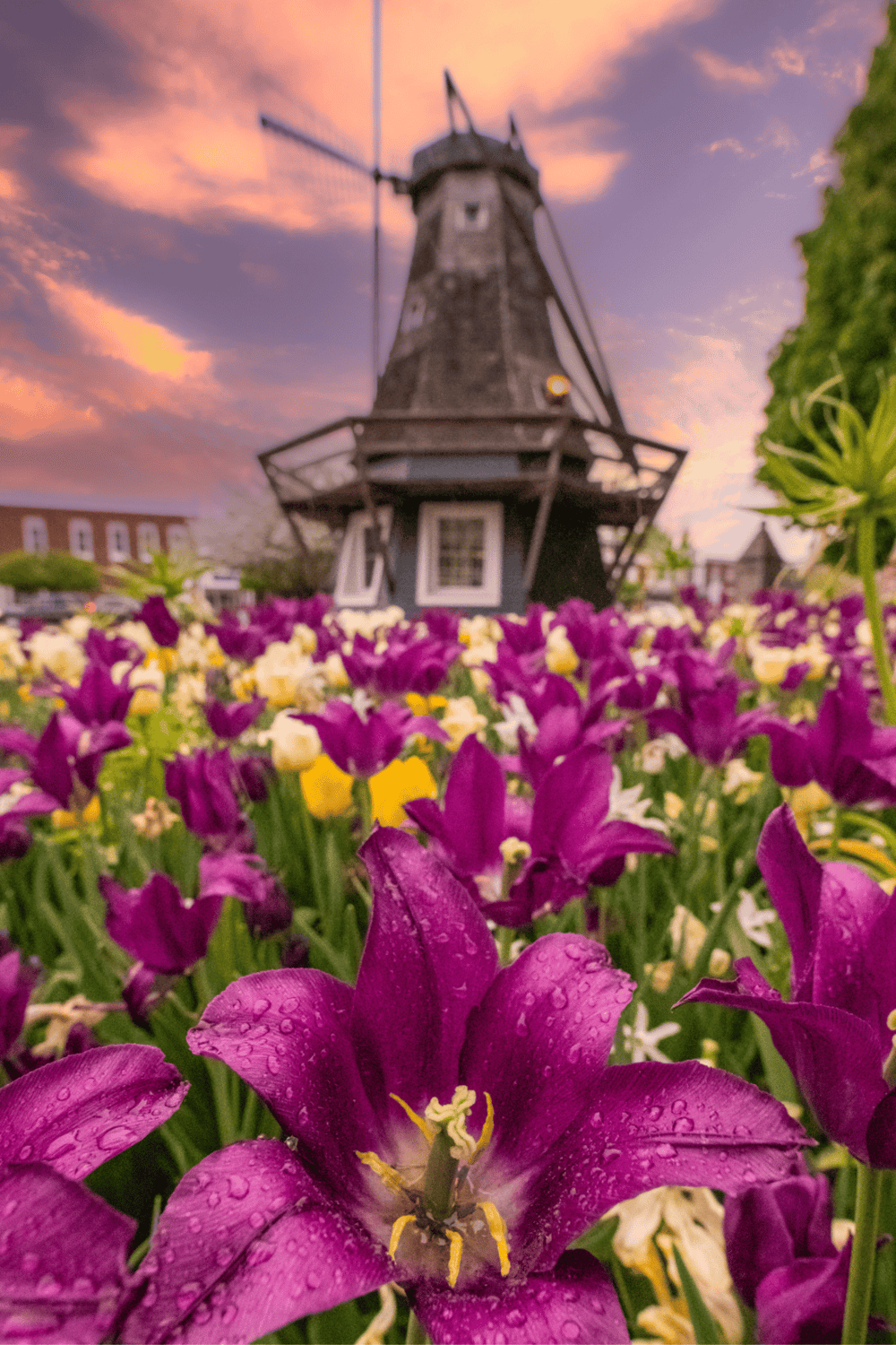 Colorful tulips with dew drops and a charming Dutch windmill at sunset, highlighting scenic views and floral beauty.