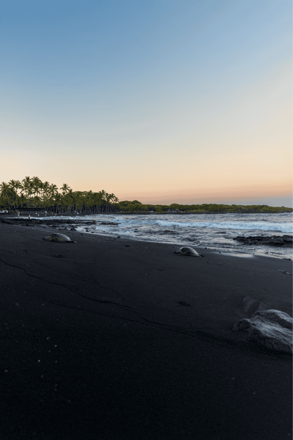 Turtle on black sand beach with palm trees and ocean at sunset, scenic coastal destination.