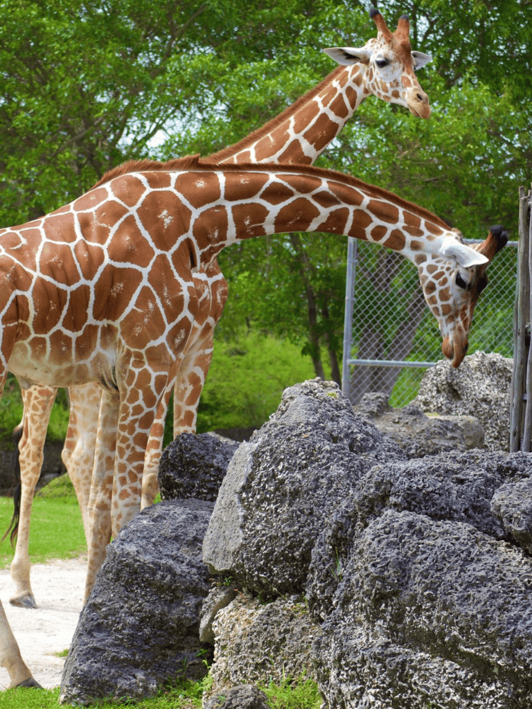 Giraffes at a wildlife park enjoying the outdoor habitat with rocks and greenery.