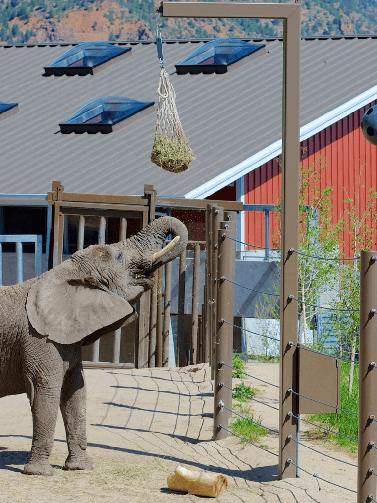 Elephant reaching for hay in zoo enclosure.