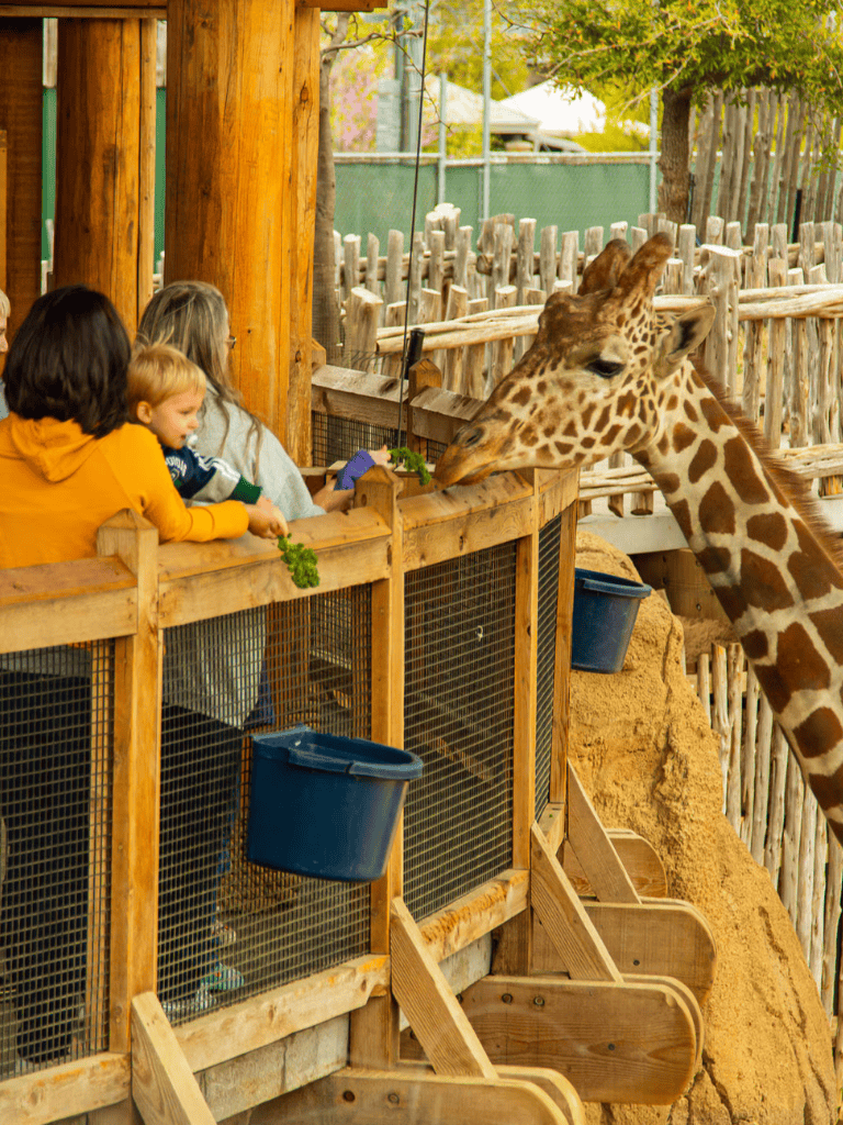 Giraffe feeding at a family-friendly zoo with children observing from a wooden enclosure.
