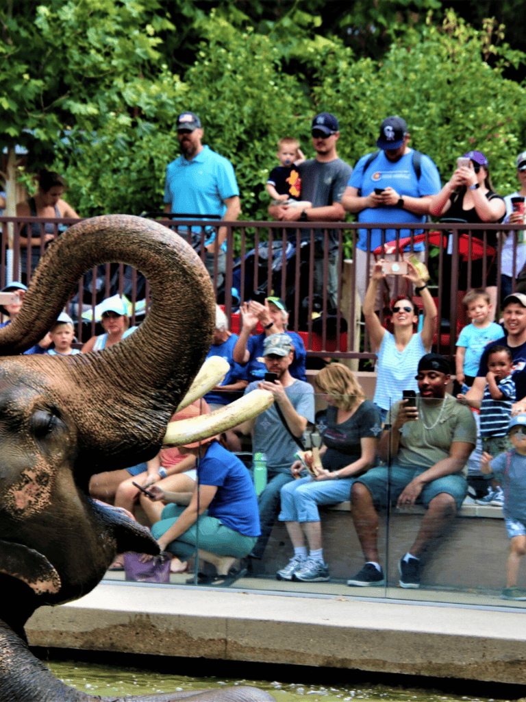 Vivid elephant feeding show at zoo with visitors capturing moments on smartphones.