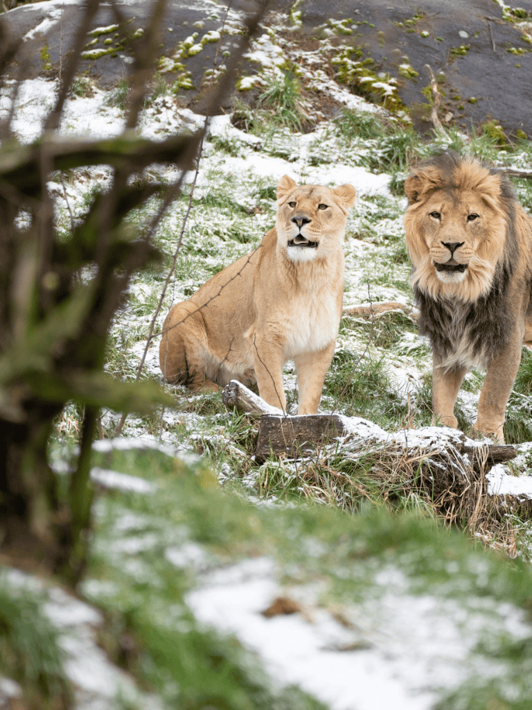 Majestic lions resting in snowy wilderness, wildlife conservation, big cat nature scene.
