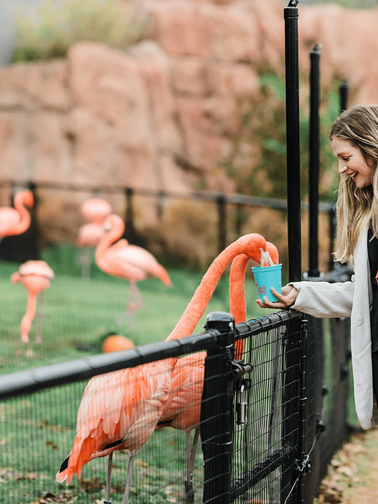 Colorful flamingos at zoo exhibit with woman feeding them, outdoor animal attraction, family-friendly zoo activity, wildlife park visit.