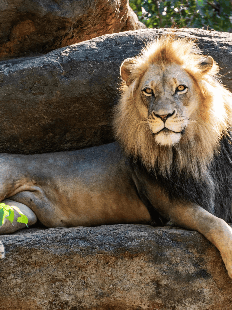 Majestic lion resting on rocky terrain in wildlife sanctuary.