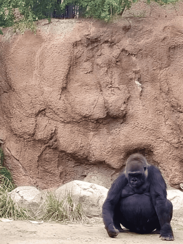 Gorilla sitting in zoo enclosure with rock background, wildlife, animal conservation, QuestForDirections.