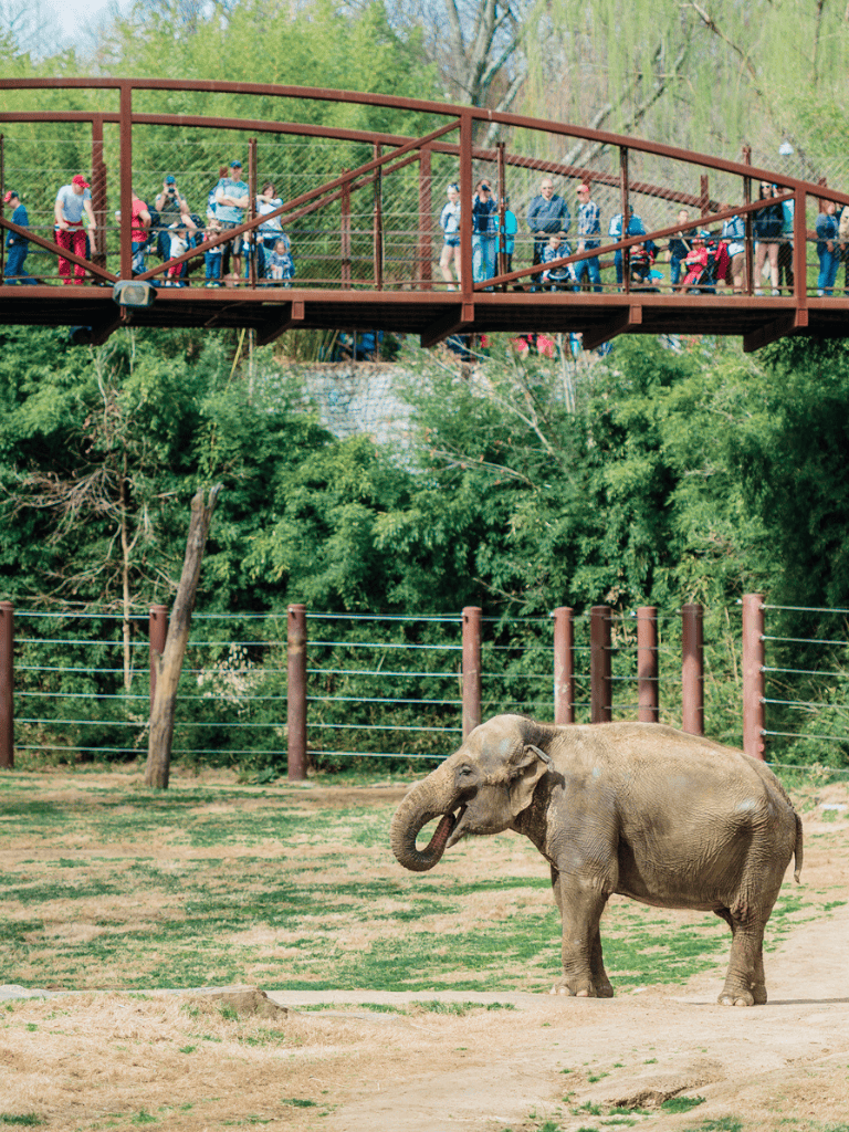 Elephant at zoo with visitors on bridge overhead, wildlife conservation and entertainment.