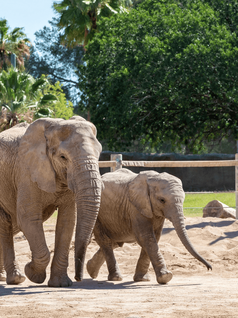 Elephants walking in a zoo habitat with green trees in the background.